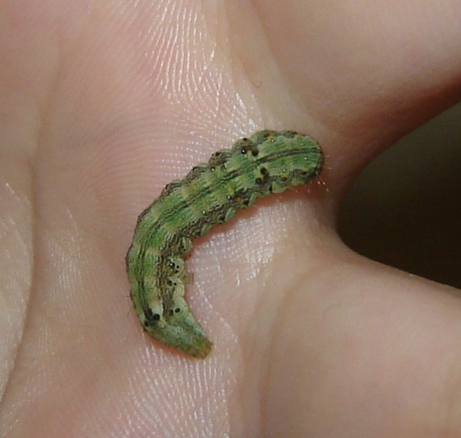 IDENTIFICAZIONE BRUCHINO APPENA TROVATO...!